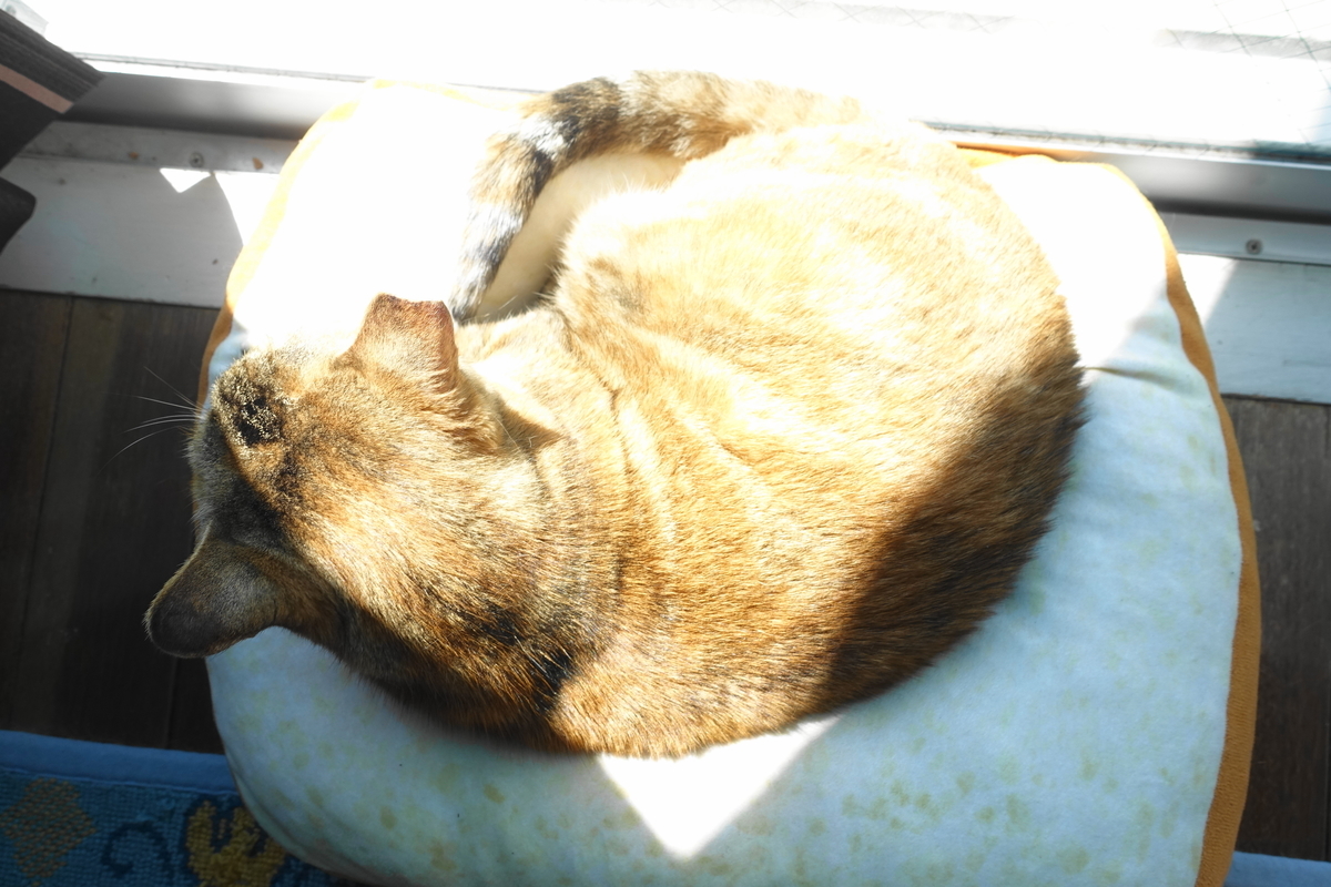 f:id:shigeo-t:20200408130126j:plain