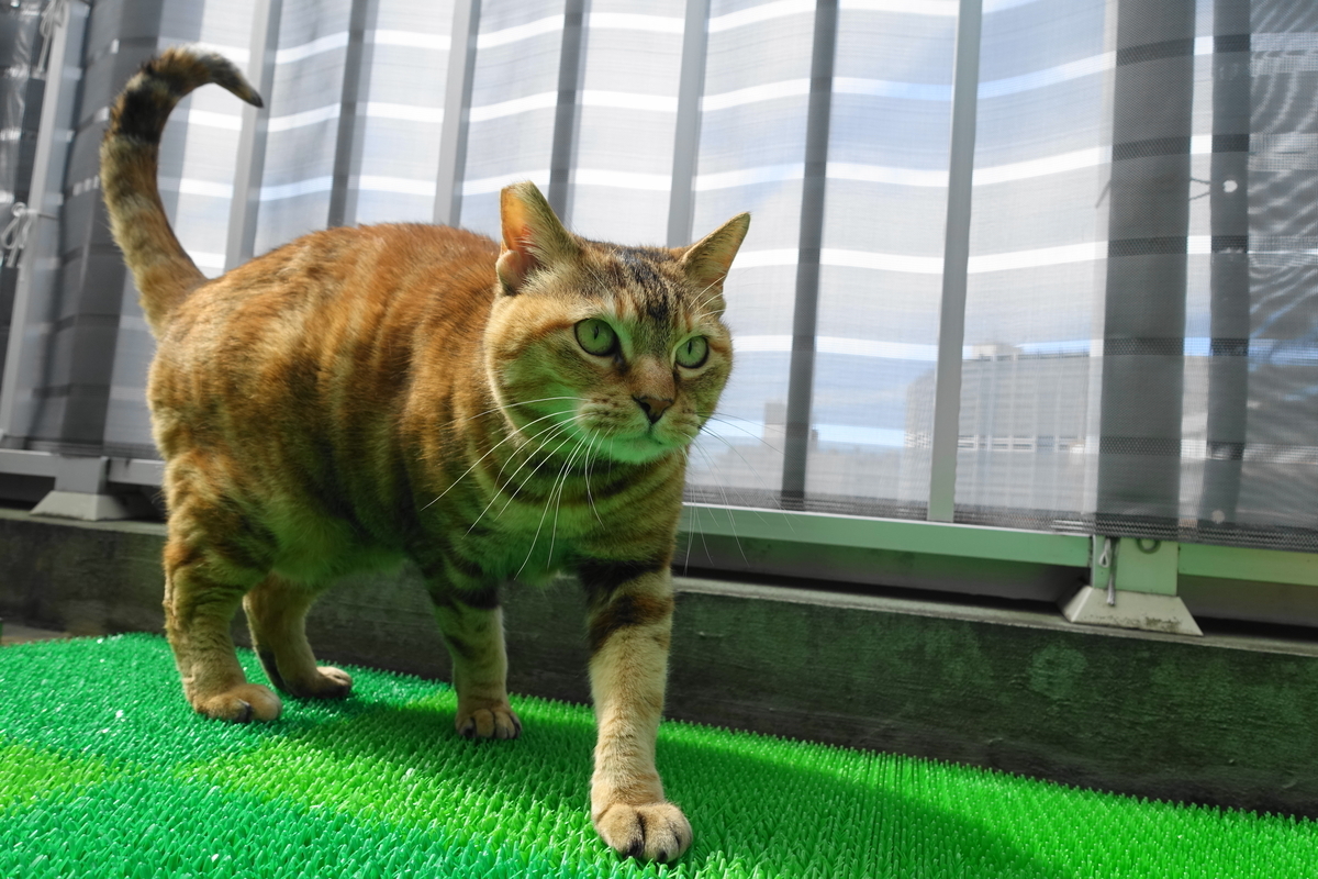 f:id:shigeo-t:20200411100624j:plain