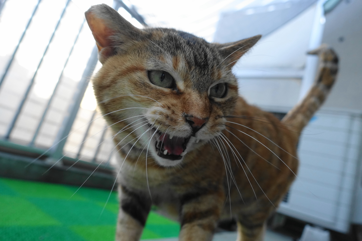 f:id:shigeo-t:20200411101004j:plain