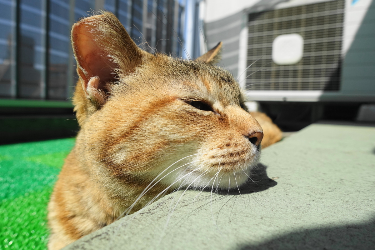 f:id:shigeo-t:20200411101219j:plain