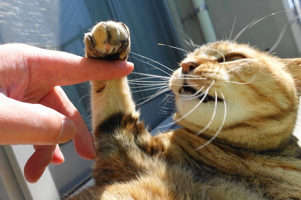 f:id:shigeo-t:20200411101619j:plain