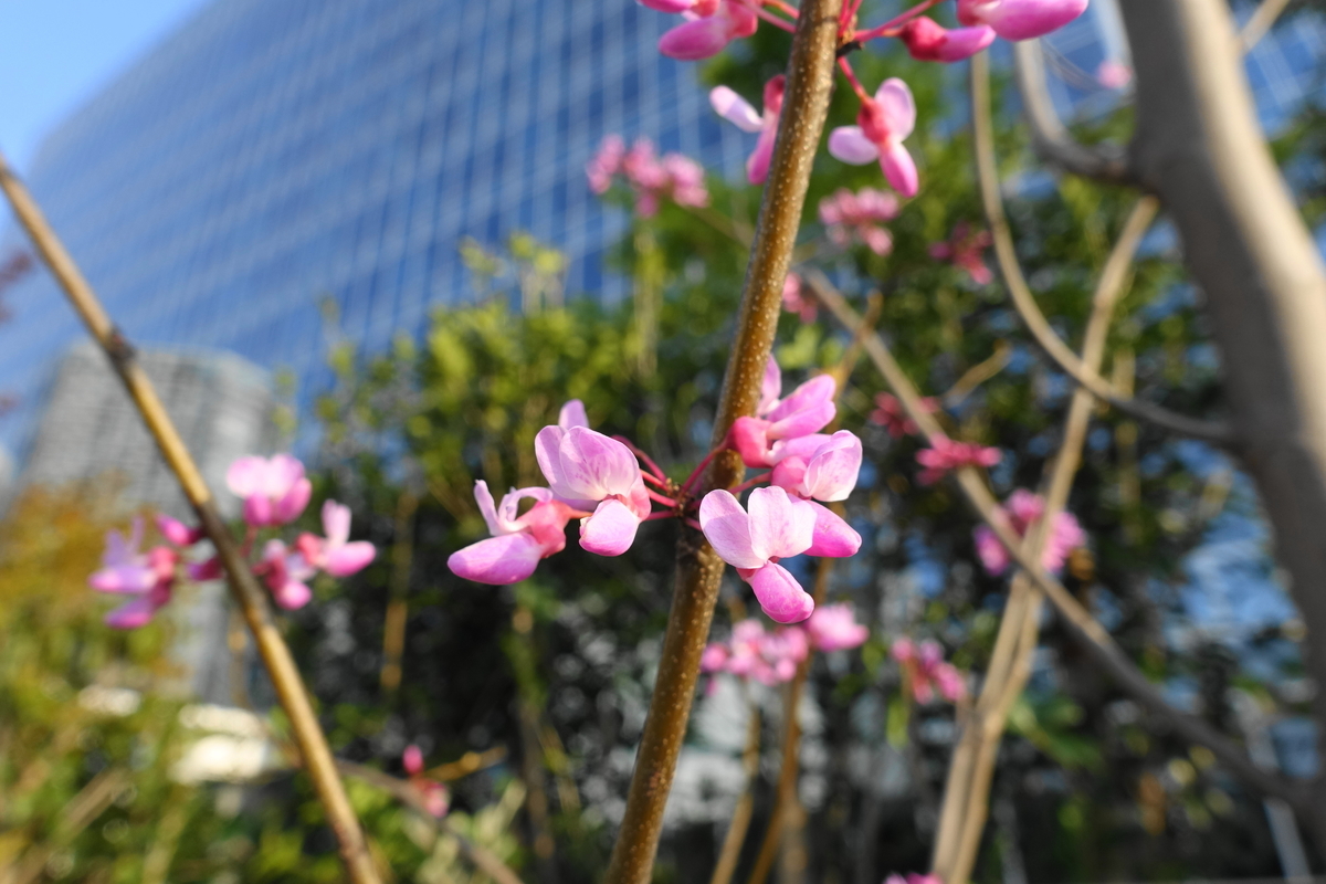 f:id:shigeo-t:20200411111122j:plain