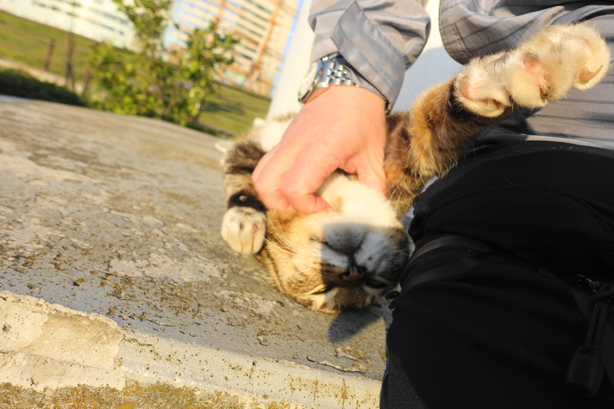 f:id:shigeo-t:20200416103051j:plain