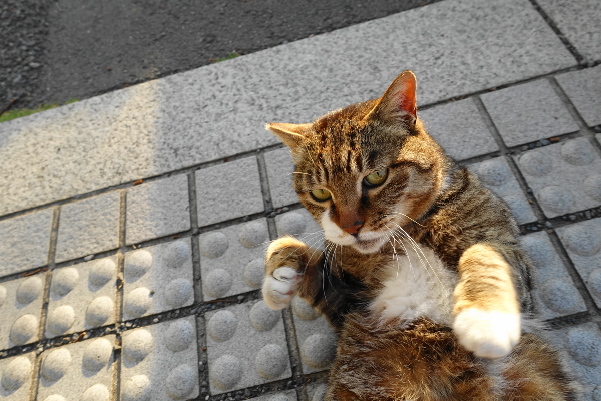 f:id:shigeo-t:20200419103443j:plain