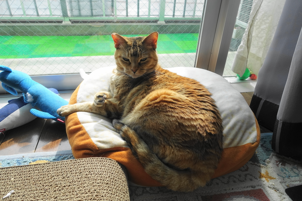 f:id:shigeo-t:20200422101502j:plain