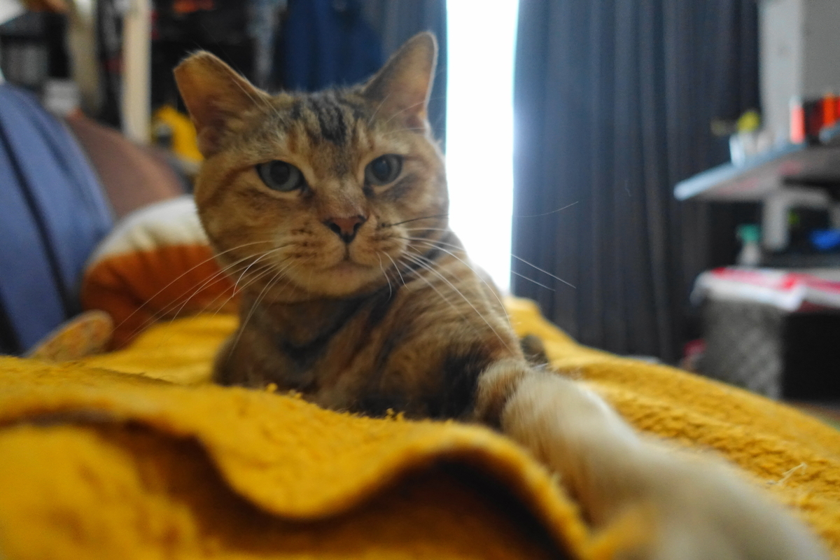 f:id:shigeo-t:20200422102005j:plain