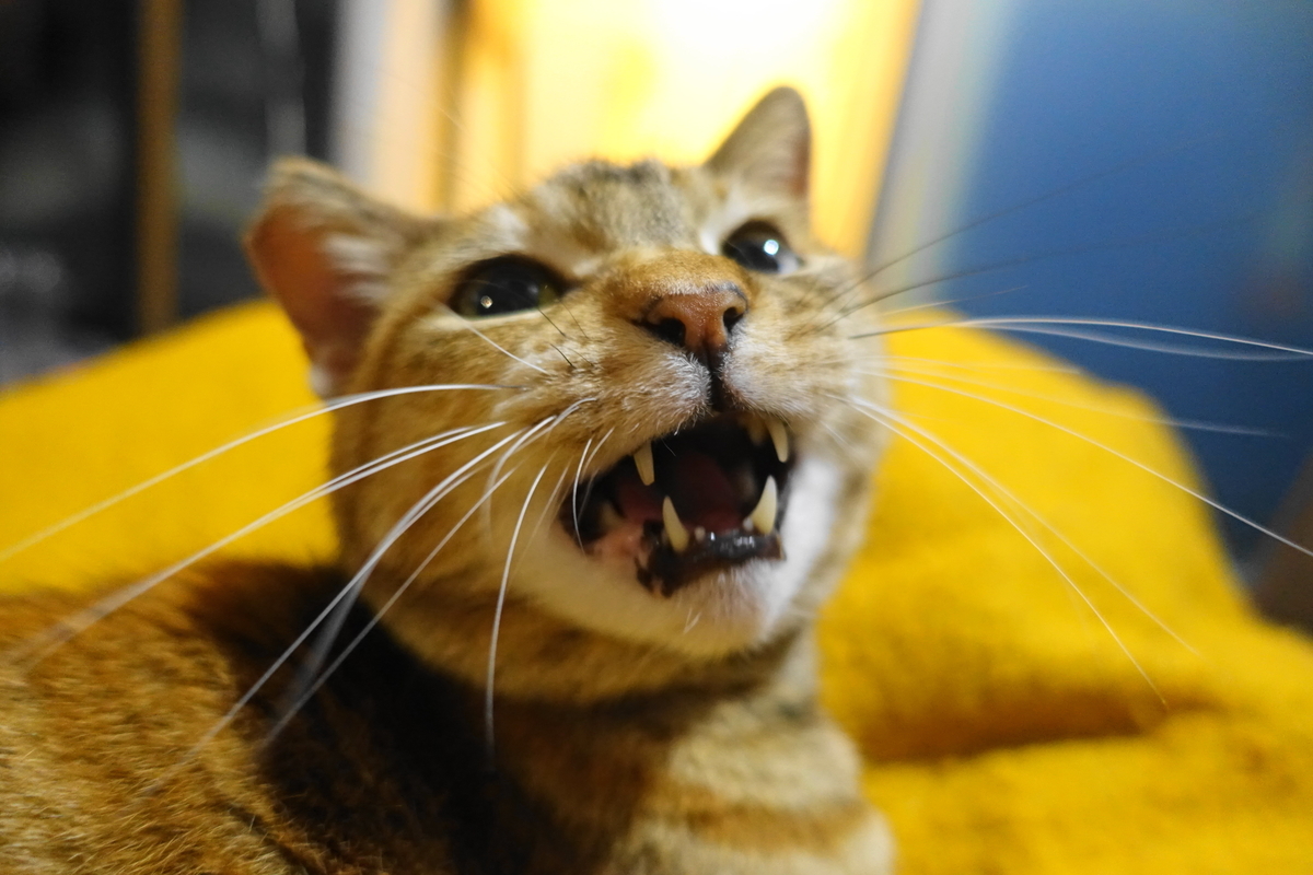 f:id:shigeo-t:20200422102054j:plain