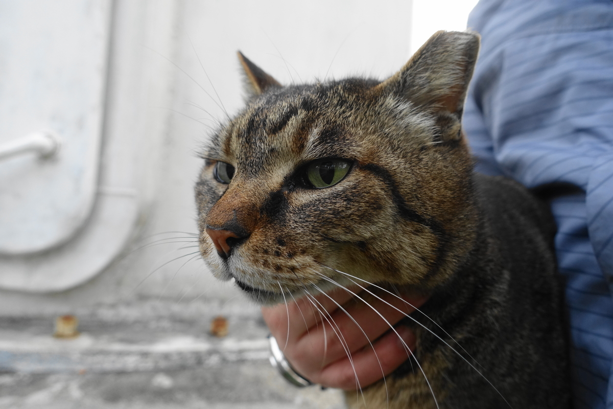 f:id:shigeo-t:20200425094134j:plain