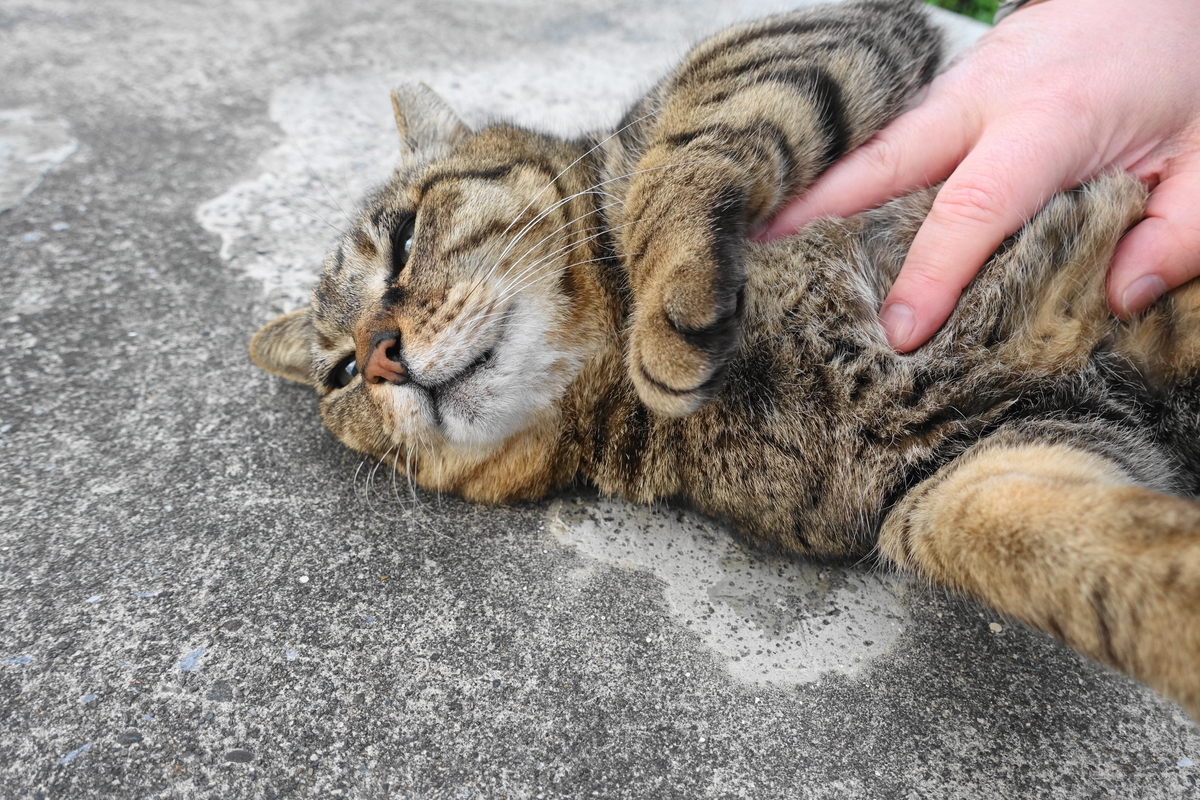 f:id:shigeo-t:20200425094136j:plain