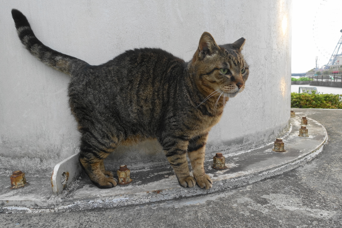 f:id:shigeo-t:20200425094148j:plain