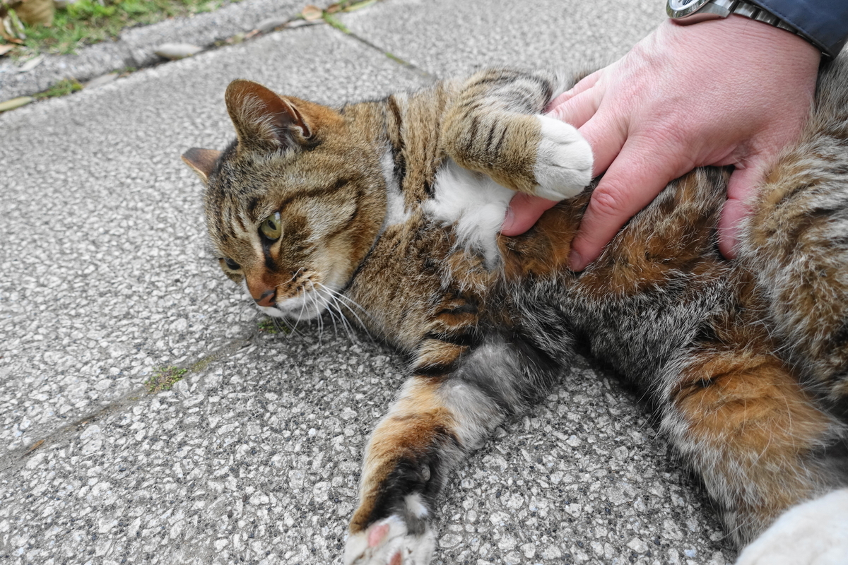 f:id:shigeo-t:20200425095607j:plain