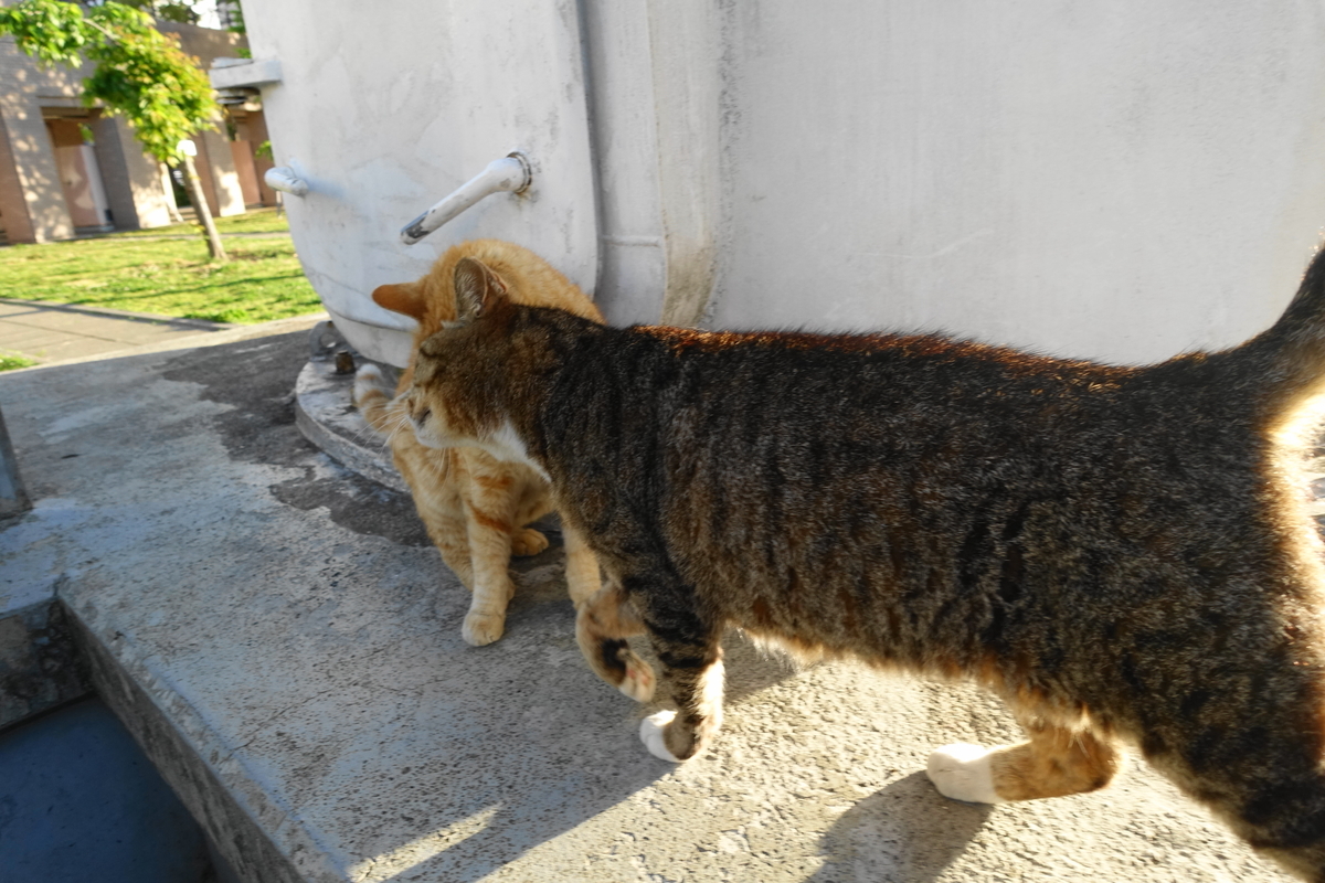 f:id:shigeo-t:20200425100112j:plain