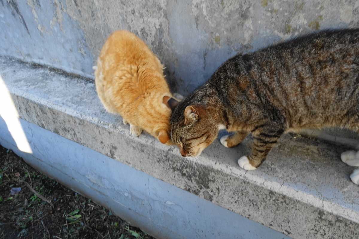 f:id:shigeo-t:20200425100140j:plain