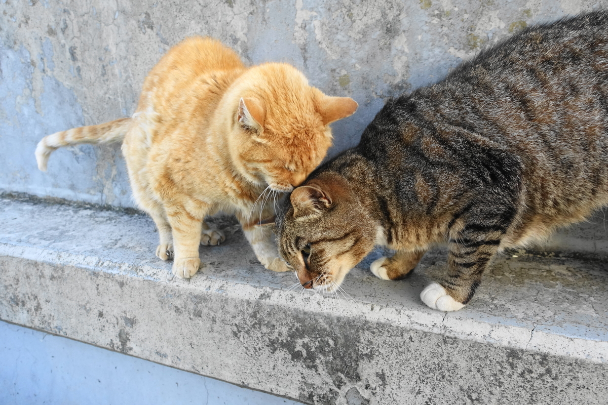 f:id:shigeo-t:20200425100152j:plain