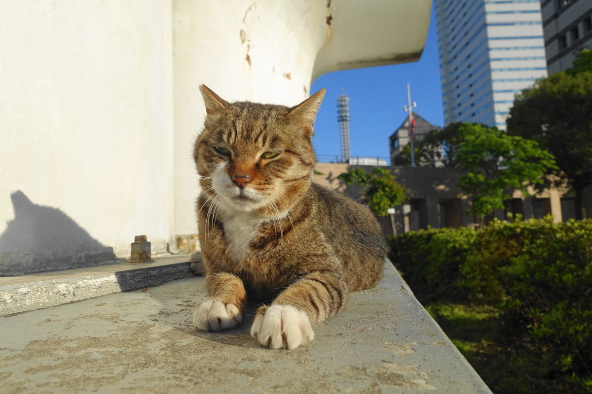 f:id:shigeo-t:20200425100244j:plain