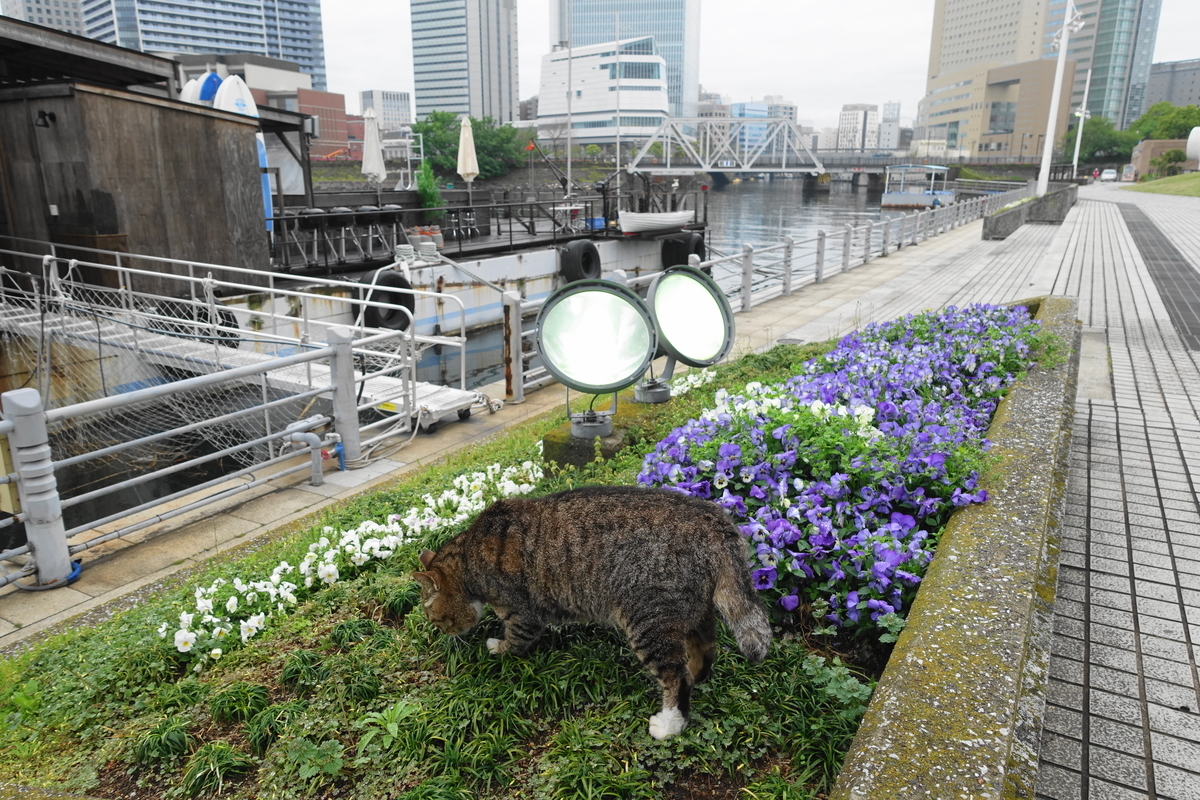 f:id:shigeo-t:20200428092142j:plain