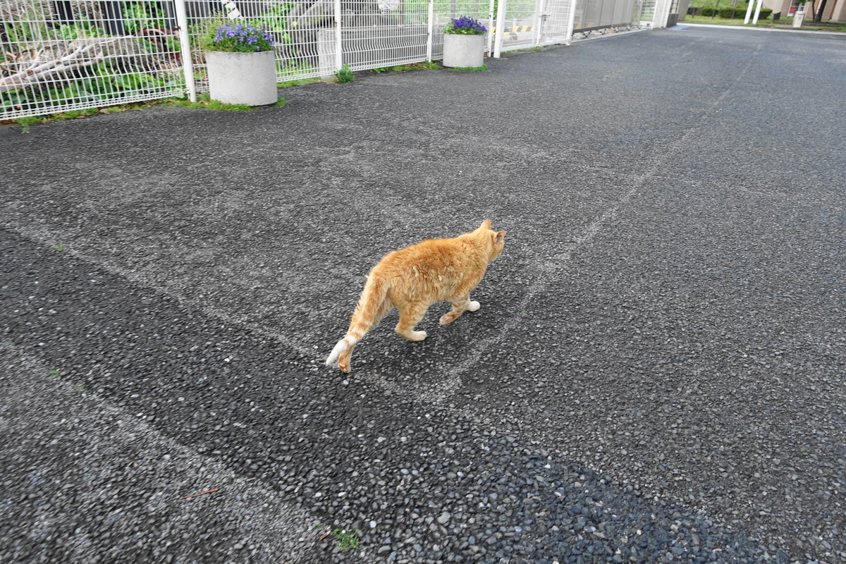 f:id:shigeo-t:20200428093510j:plain