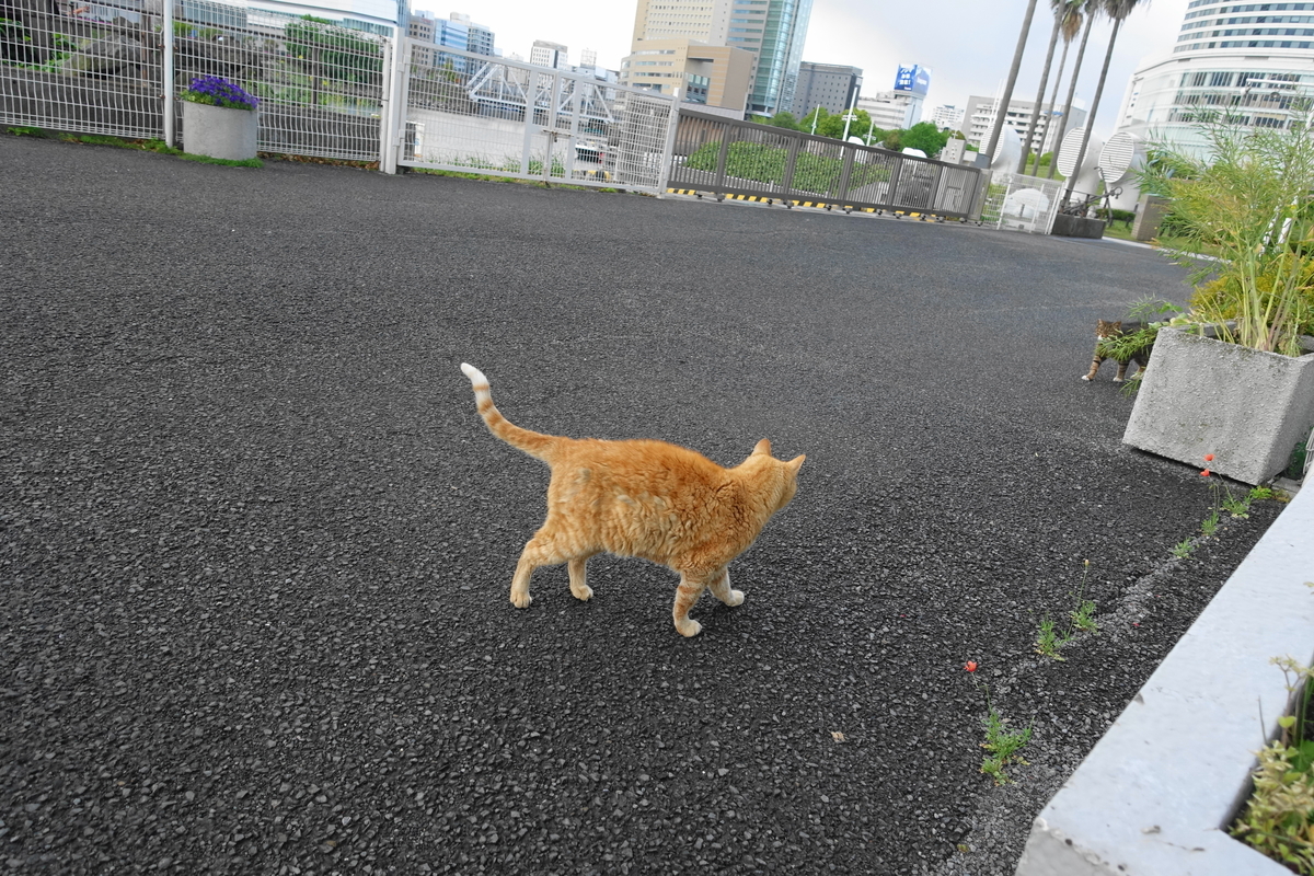 f:id:shigeo-t:20200428093623j:plain