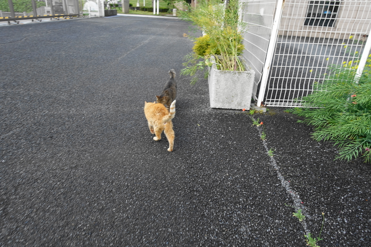 f:id:shigeo-t:20200428093634j:plain