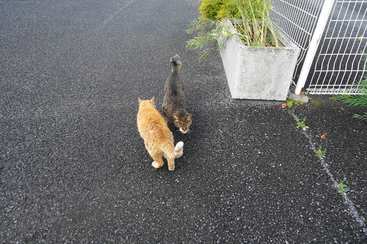 f:id:shigeo-t:20200428093645j:plain