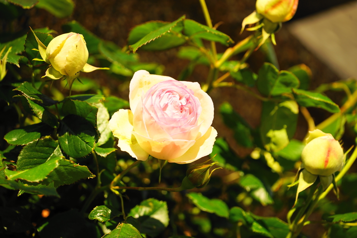 f:id:shigeo-t:20200509104745j:plain