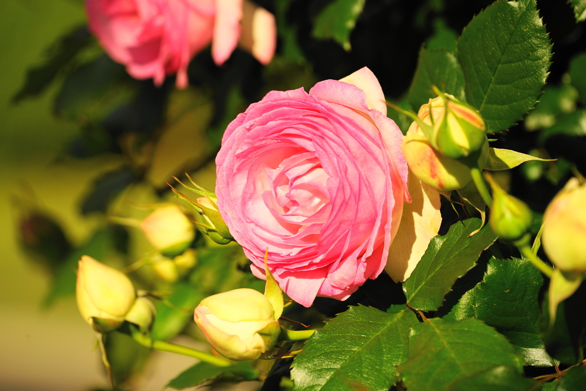 f:id:shigeo-t:20200509104800j:plain