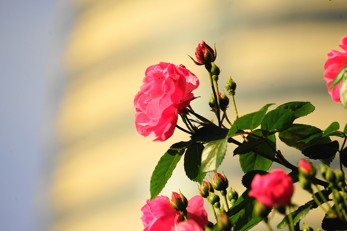 f:id:shigeo-t:20200509104841j:plain