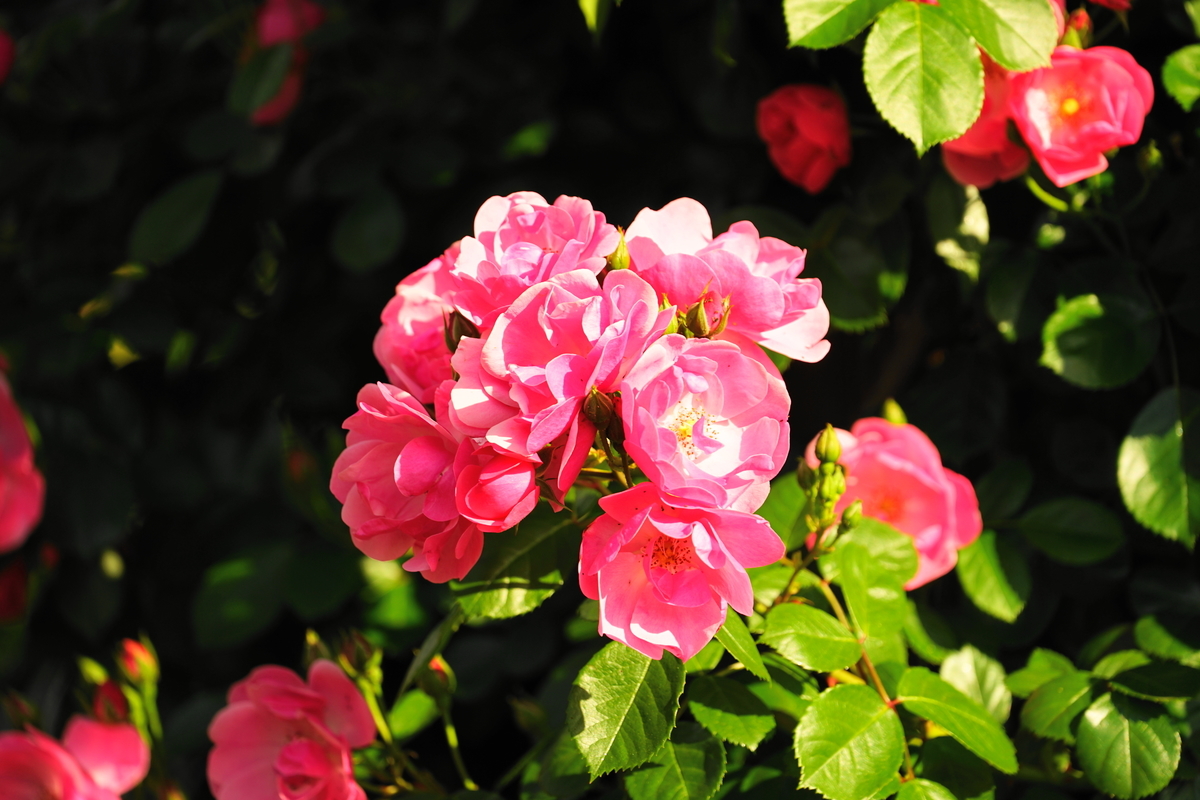 f:id:shigeo-t:20200509105004j:plain