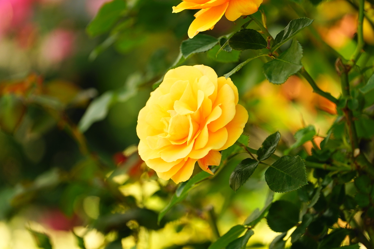 f:id:shigeo-t:20200509110113j:plain