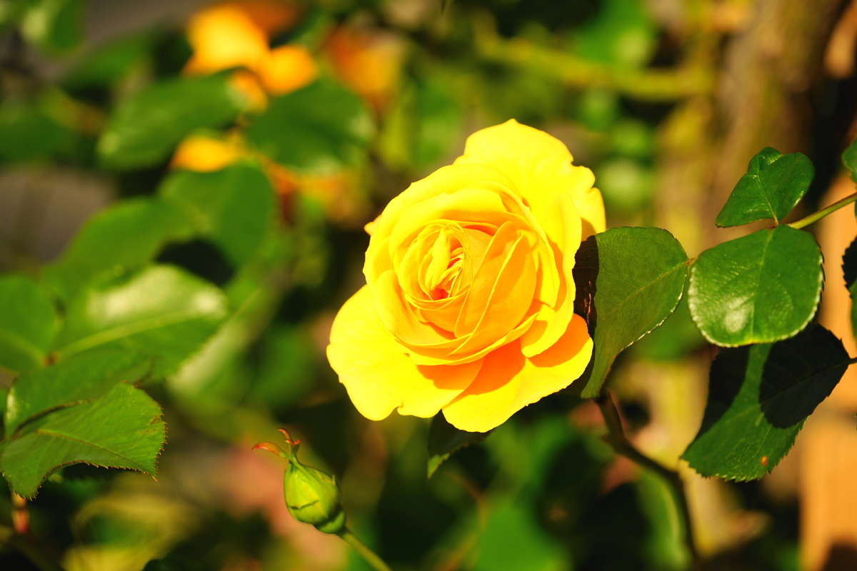 f:id:shigeo-t:20200509110122j:plain
