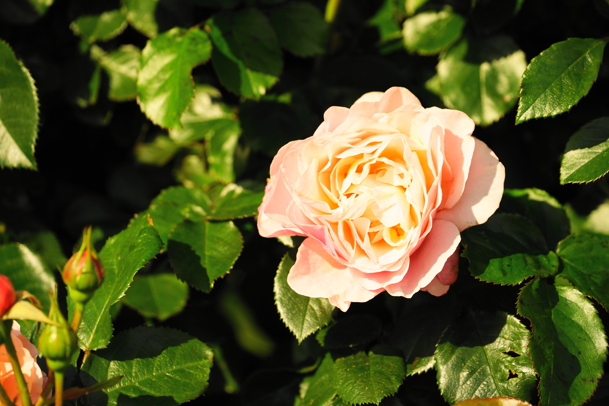 f:id:shigeo-t:20200509110322j:plain