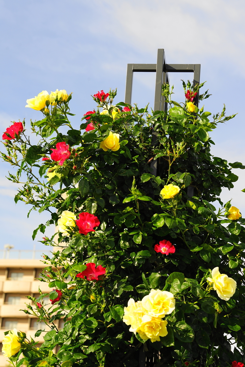 f:id:shigeo-t:20200509110342j:plain