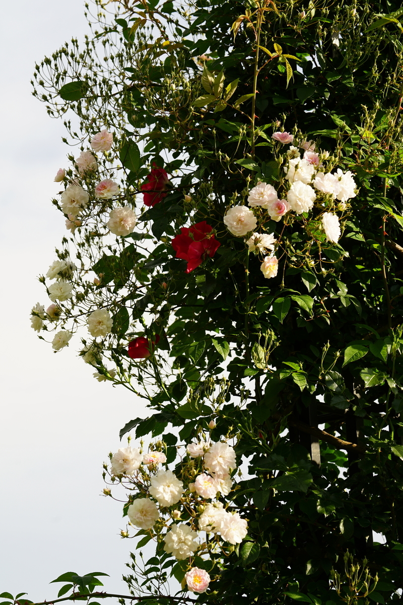 f:id:shigeo-t:20200509110532j:plain