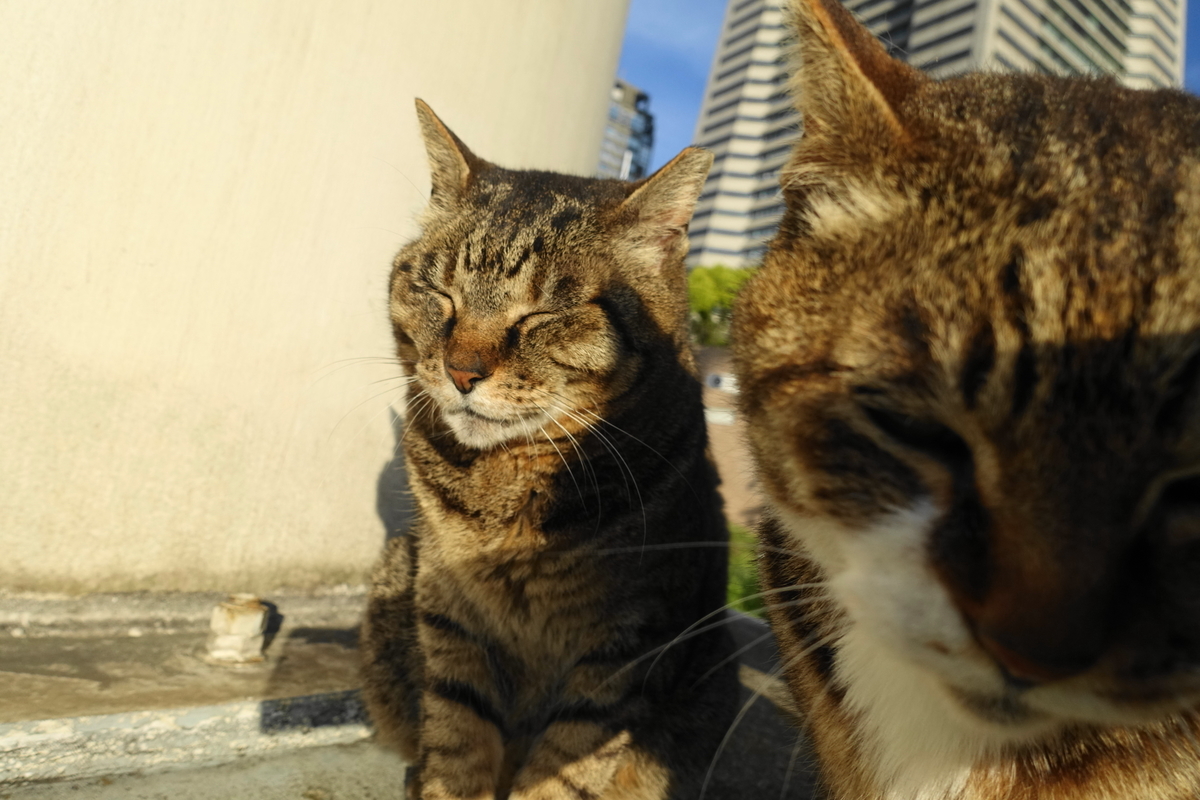 f:id:shigeo-t:20200515095232j:plain f:id:shigeo-t:20200515095232j:plain