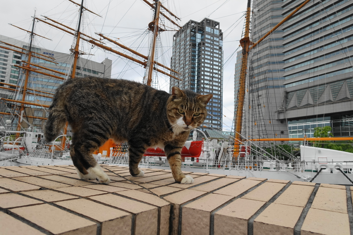 f:id:shigeo-t:20200515100455j:plain f:id:shigeo-t:20200515100455j:plain