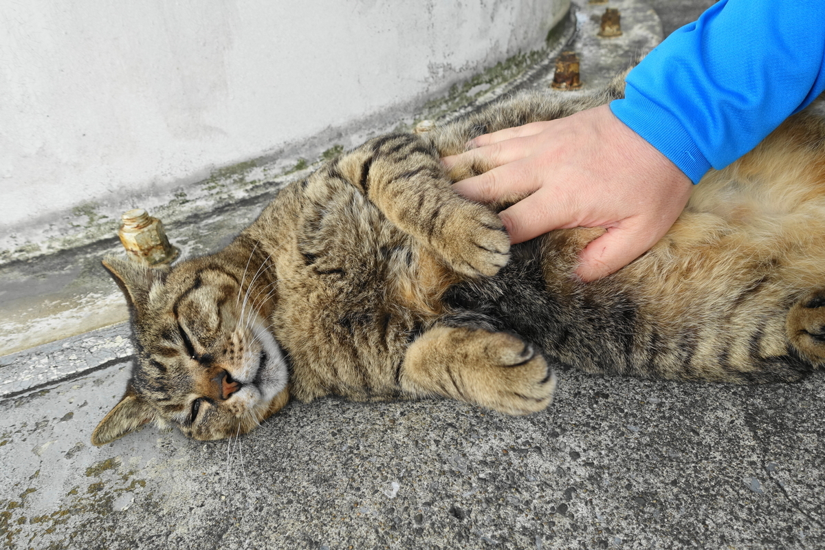 f:id:shigeo-t:20200515101342j:plain f:id:shigeo-t:20200515101342j:plain