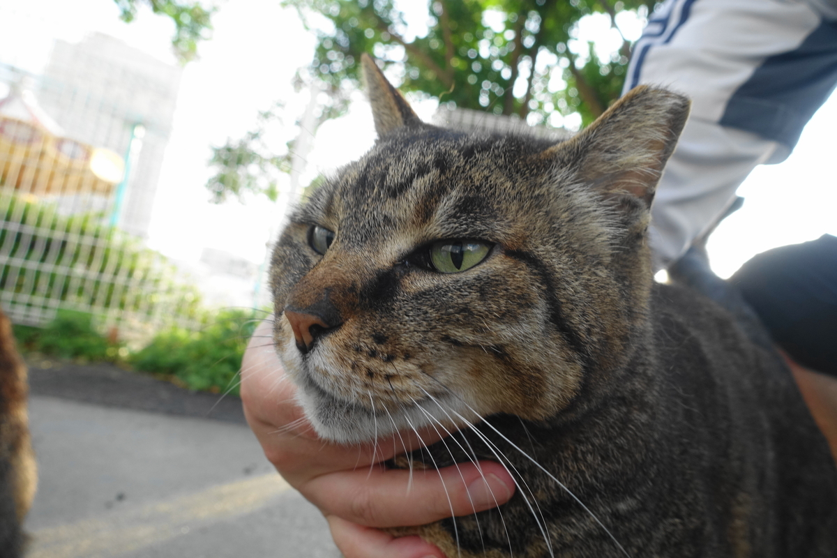 f:id:shigeo-t:20200515102051j:plain f:id:shigeo-t:20200515102051j:plain