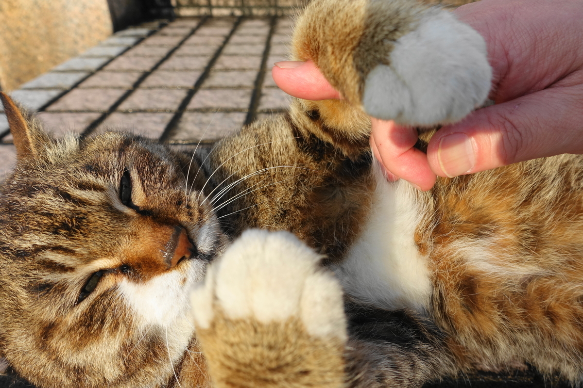 f:id:shigeo-t:20200515102354j:plain f:id:shigeo-t:20200515102354j:plain