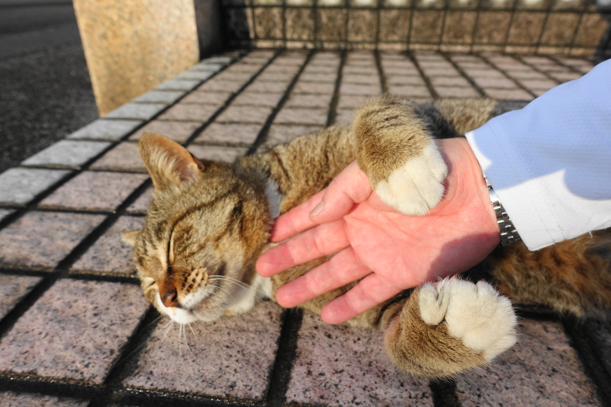 f:id:shigeo-t:20200515102405j:plain f:id:shigeo-t:20200515102405j:plain