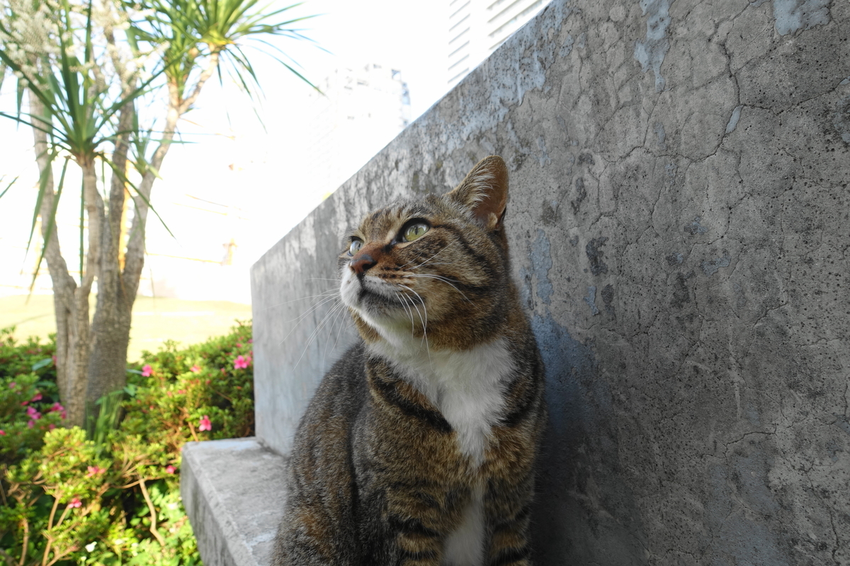 f:id:shigeo-t:20200518102111j:plain