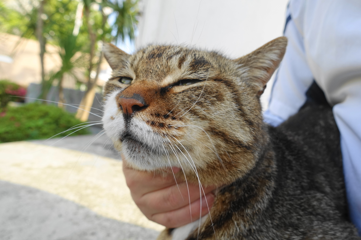 f:id:shigeo-t:20200518102153j:plain