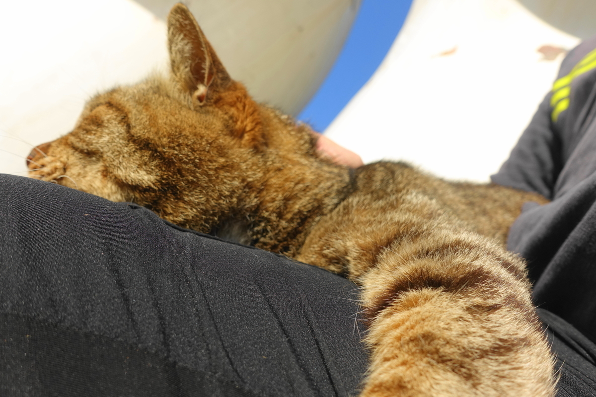 f:id:shigeo-t:20200518103218j:plain