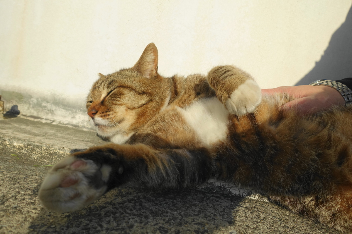 f:id:shigeo-t:20200518103228j:plain