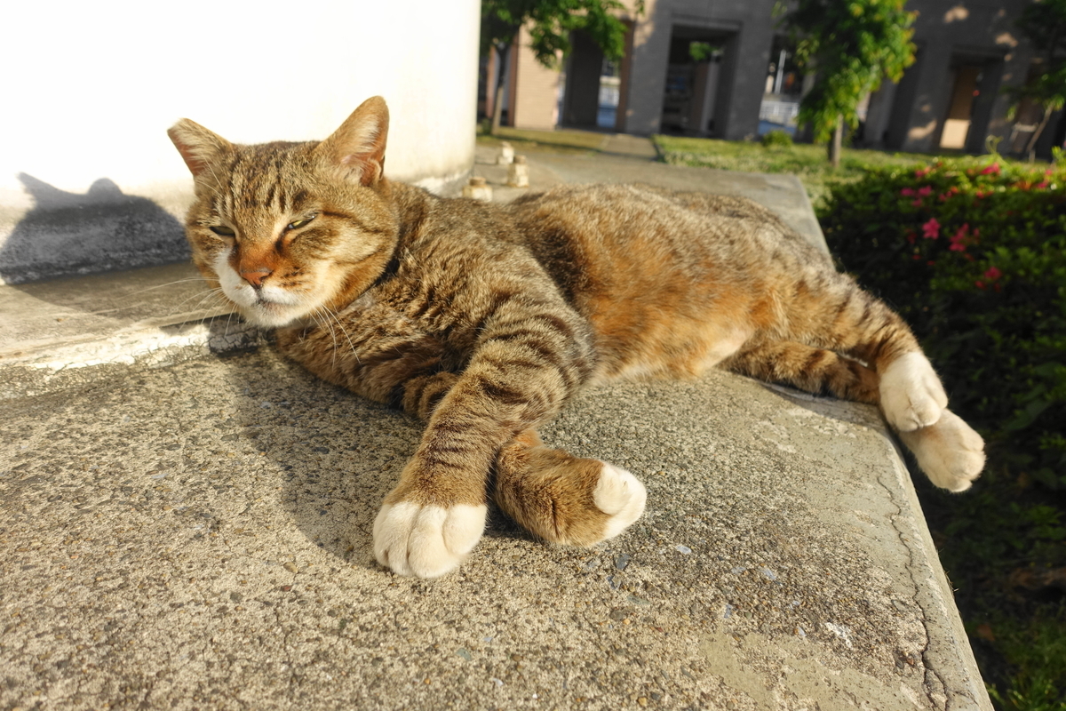 f:id:shigeo-t:20200518103242j:plain