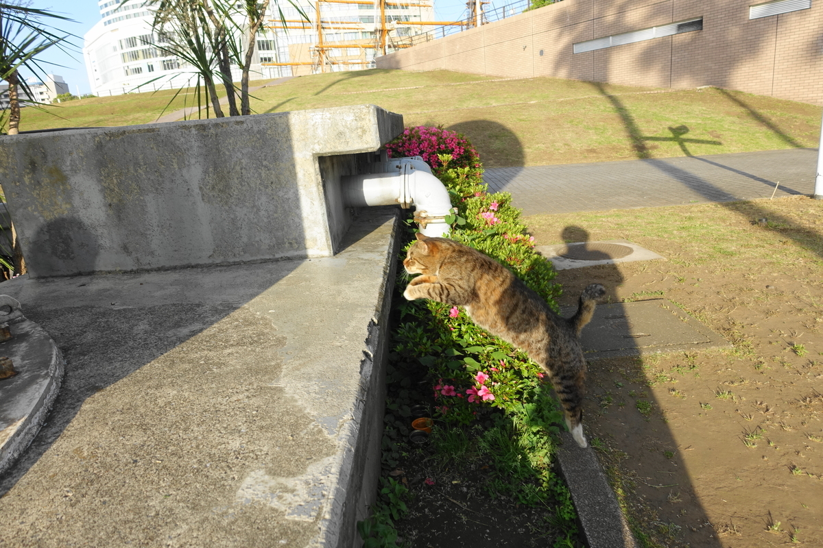 f:id:shigeo-t:20200518104335j:plain