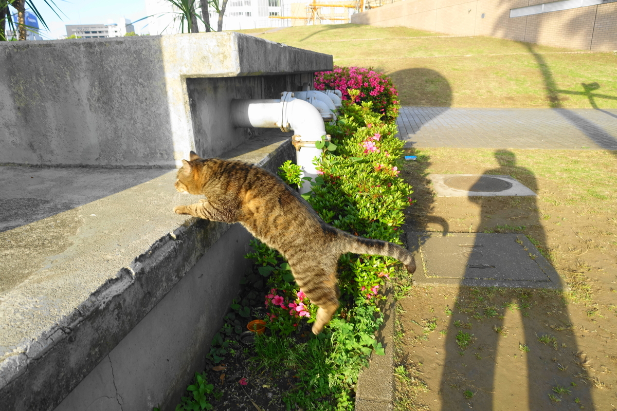 f:id:shigeo-t:20200518104448j:plain