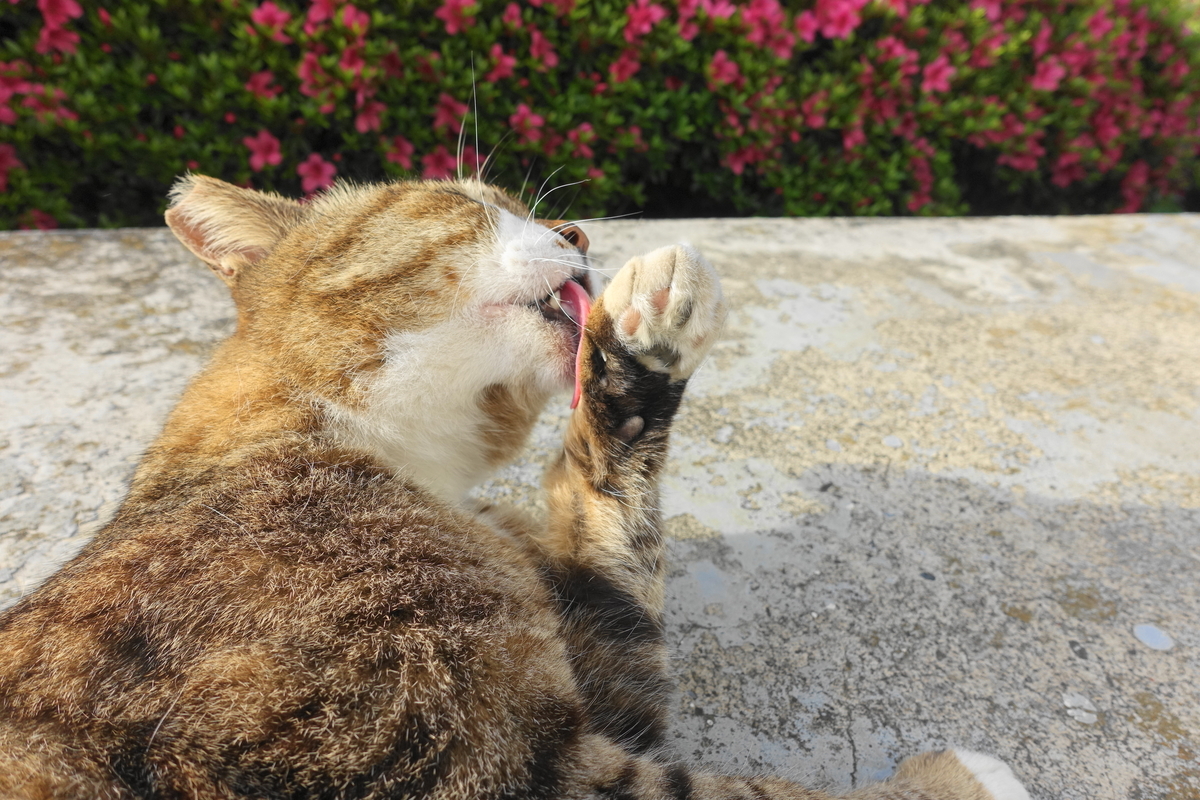 f:id:shigeo-t:20200518104830j:plain