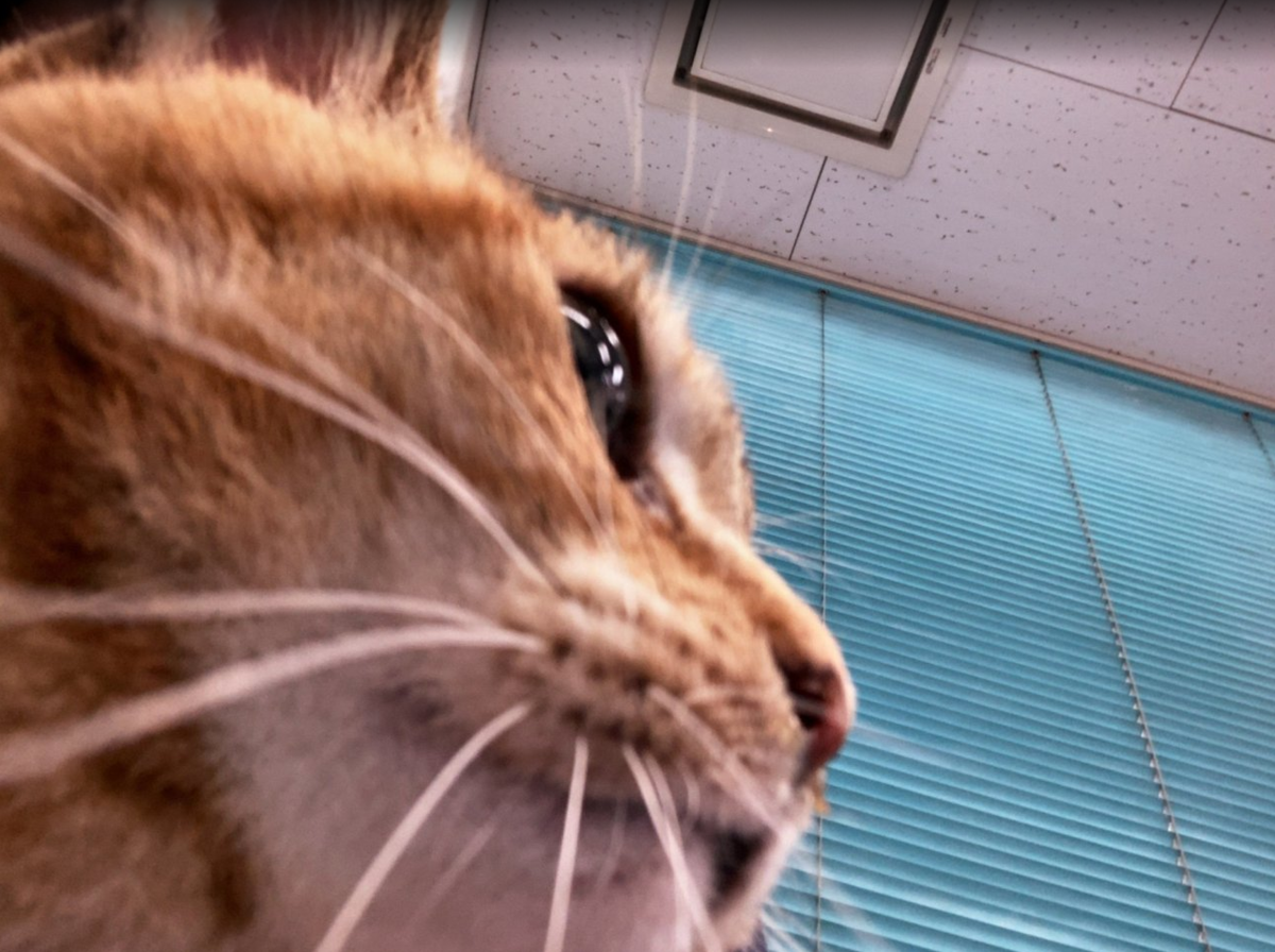 f:id:shigeo-t:20200522123932p:plain f:id:shigeo-t:20200522123932p:plain