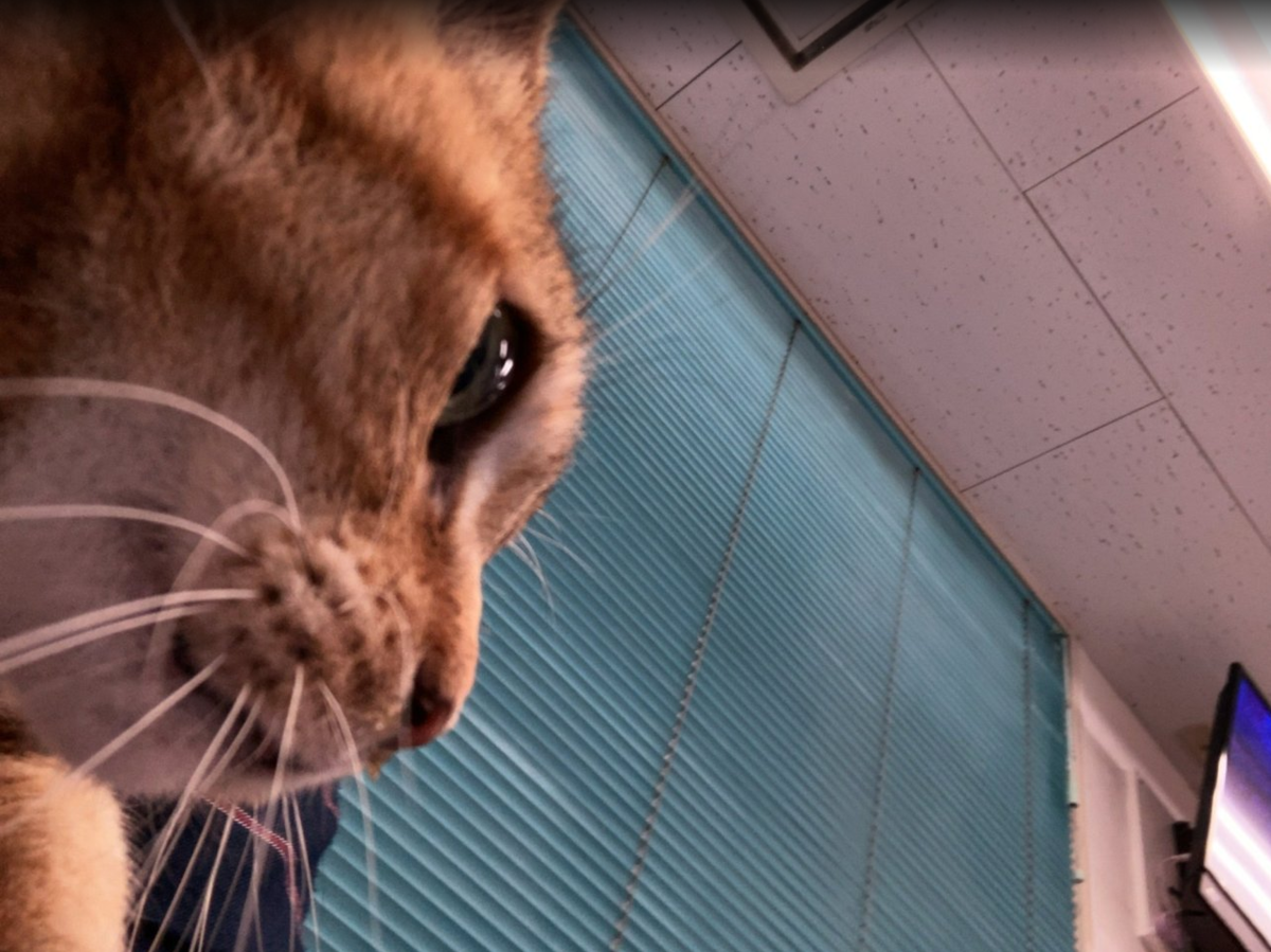 f:id:shigeo-t:20200522123950p:plain f:id:shigeo-t:20200522123950p:plain