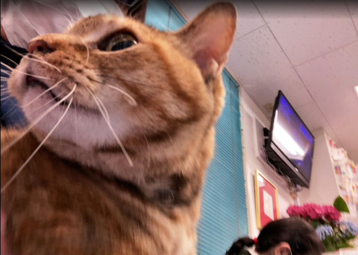 f:id:shigeo-t:20200522124038p:plain f:id:shigeo-t:20200522124038p:plain